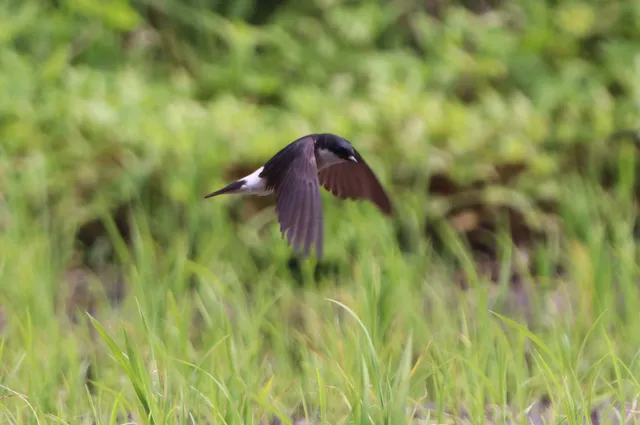 Species Image