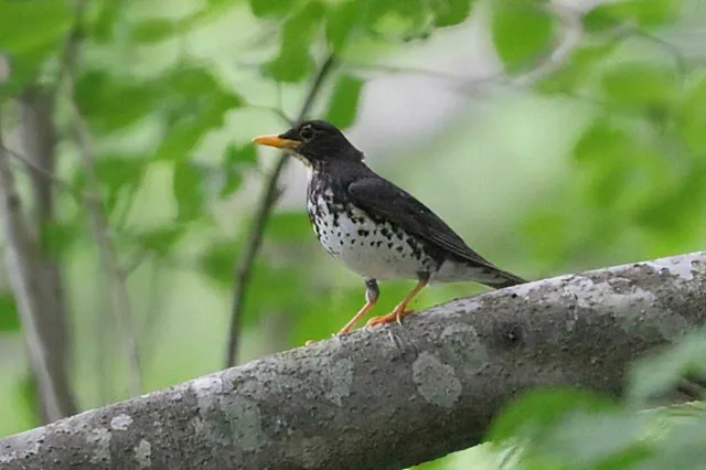 Species Image