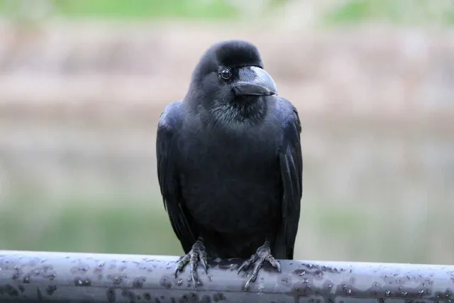 Species Image