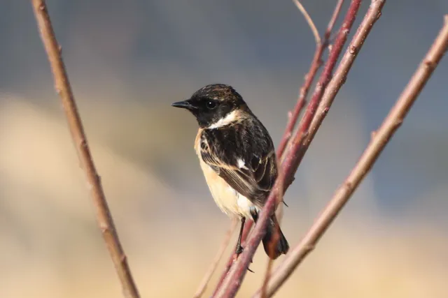 Species Image