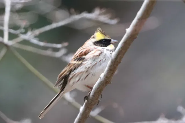 Species Image