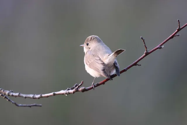 Species Image