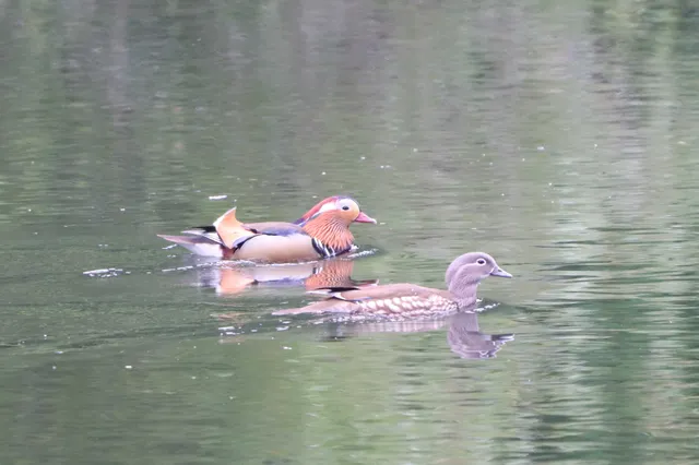 Species Image