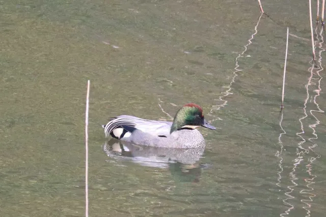 Species Image