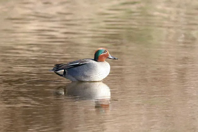 Species Image