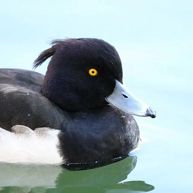 Species Image
