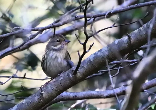 Species Image