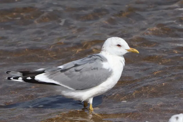 Species Image