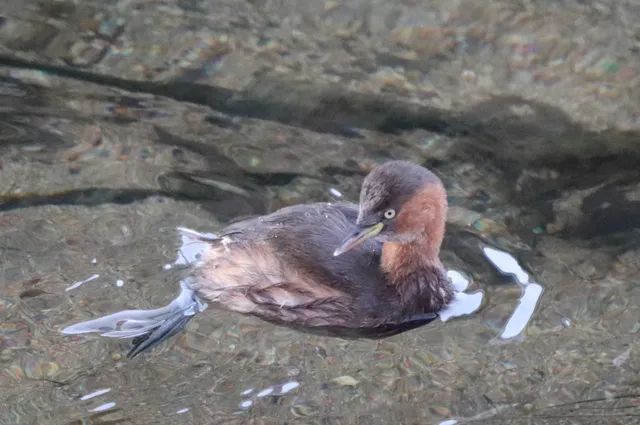 Species Image
