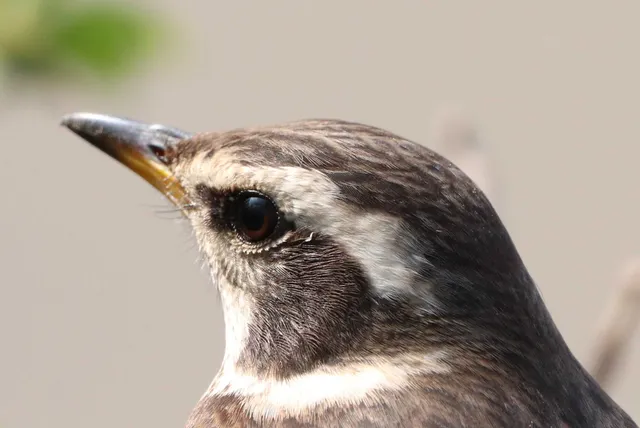 Species Image