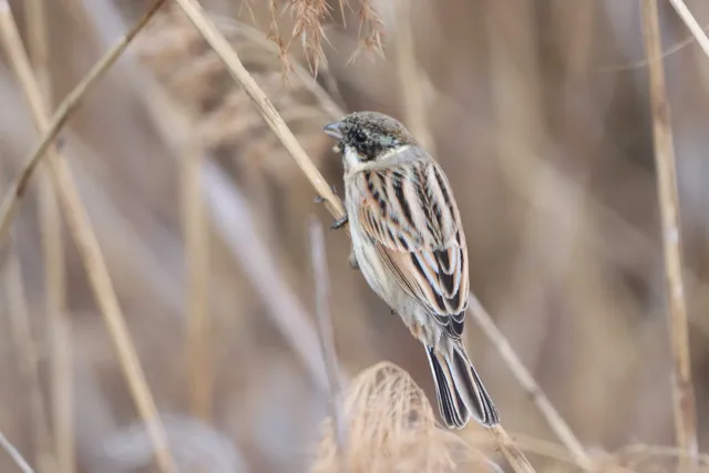 Species Image