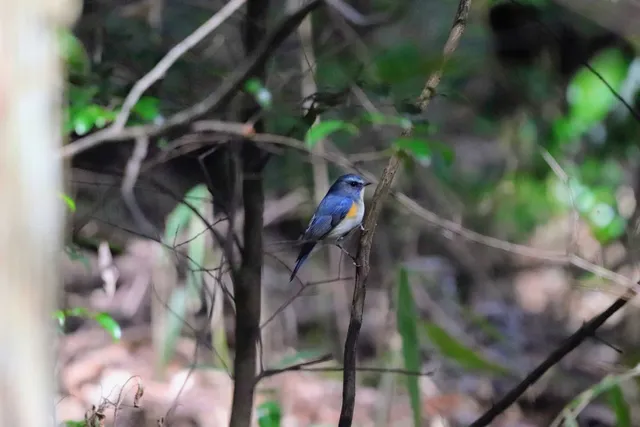 Species Image
