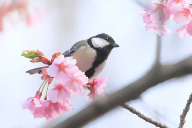 野鳥の写真