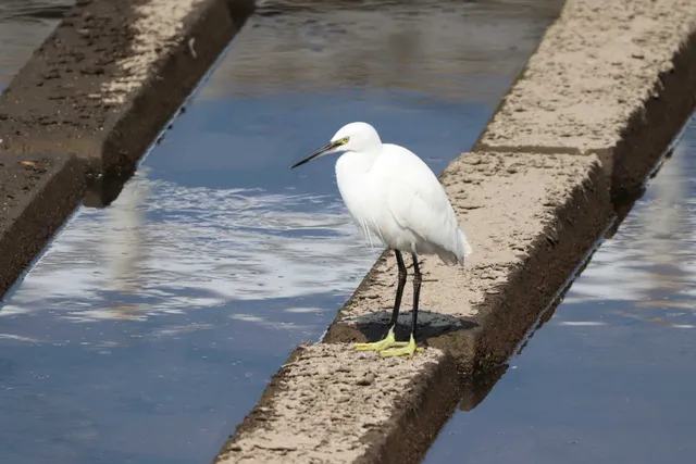 Species Image