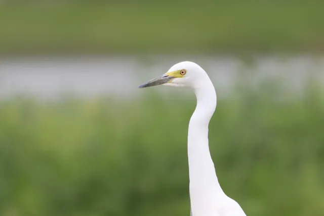 Species Image