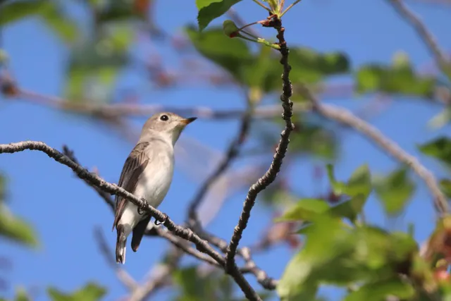 Species Image