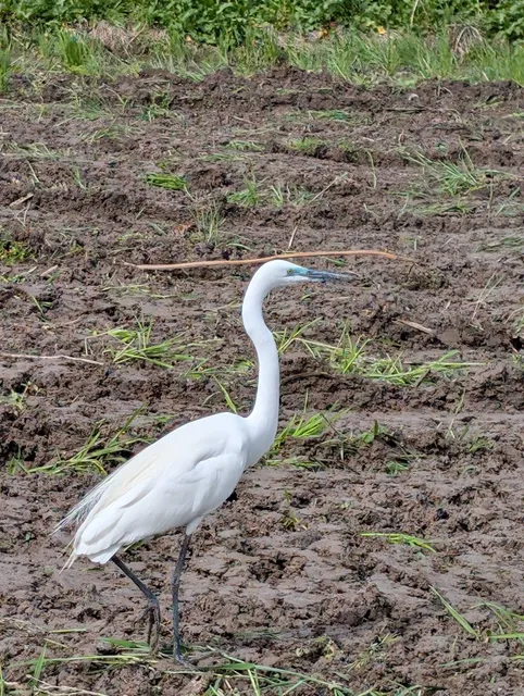 Species Image