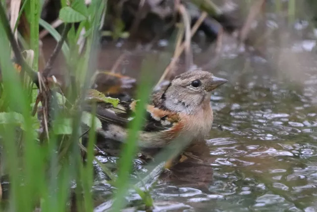 Species Image