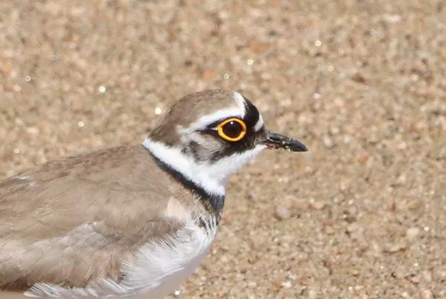 Species Image