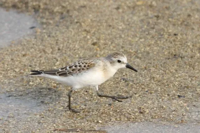 Species Image