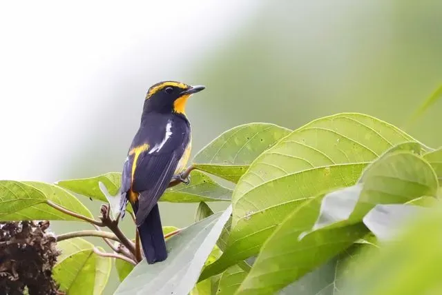 Species Image