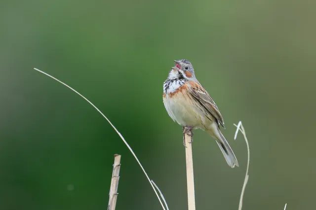 野鳥の写真
