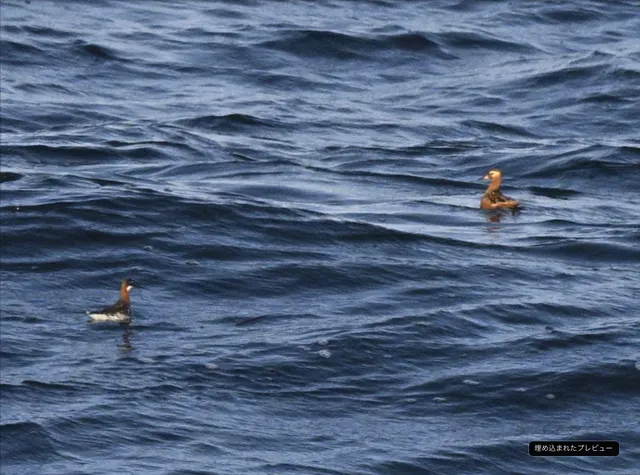 Species Image