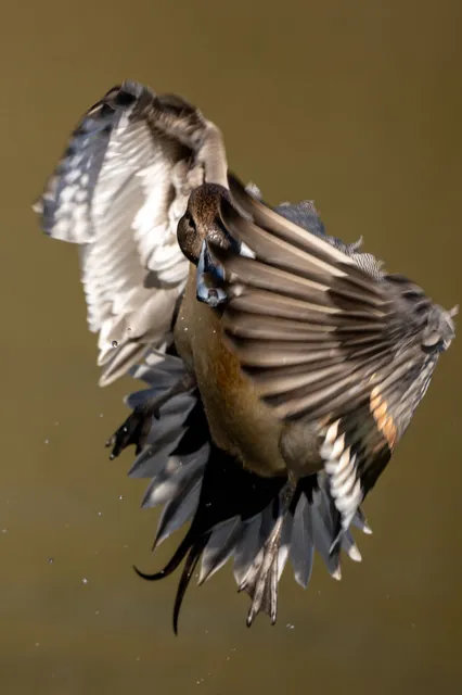 野鳥の写真