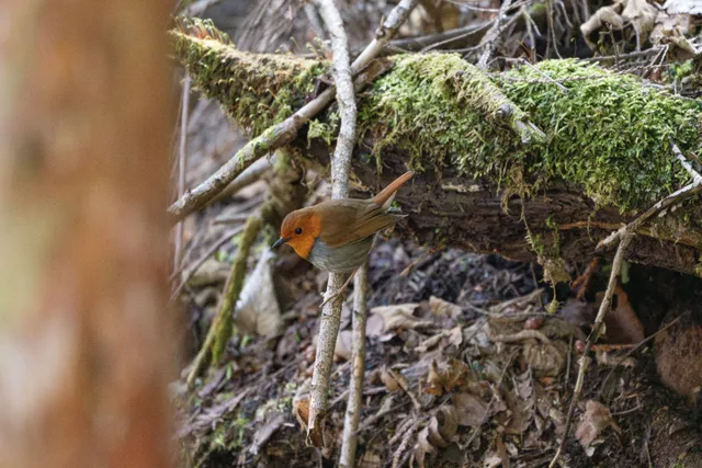野鳥の写真