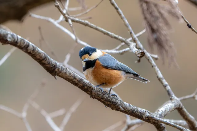 野鳥の写真