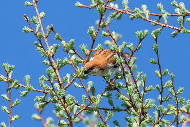 野鳥の写真