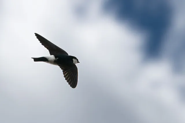 野鳥の写真