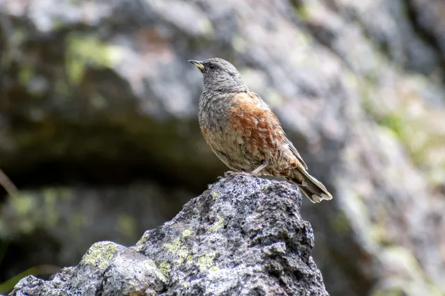野鳥の写真