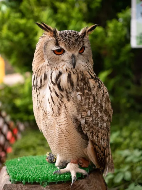Family Image