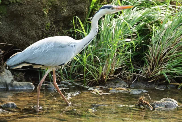 野鳥の写真