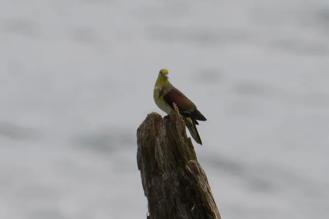 野鳥の写真