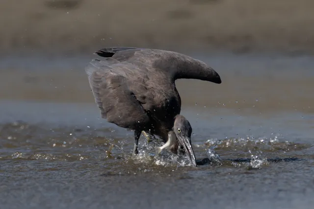 野鳥の写真