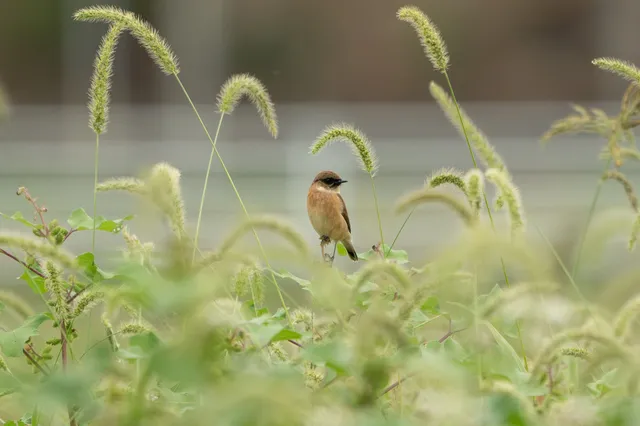 野鳥の写真