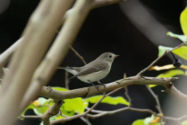 野鳥の写真