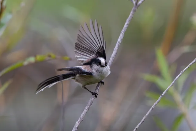 野鳥の写真