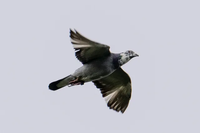 野鳥の写真