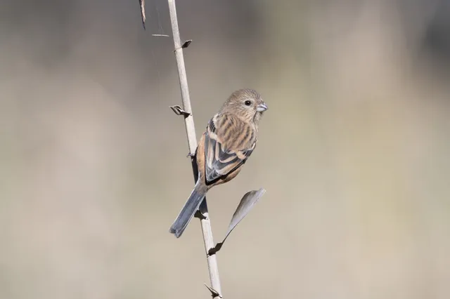 野鳥の写真