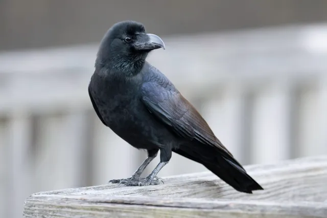 野鳥の写真