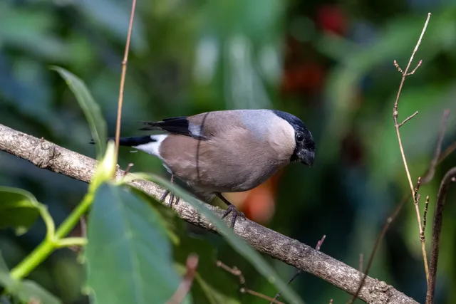 野鳥の写真