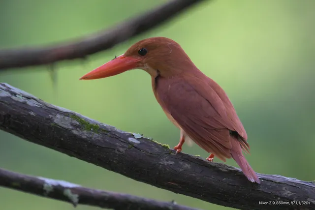 野鳥の写真