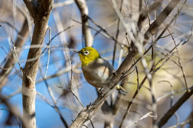 野鳥の写真