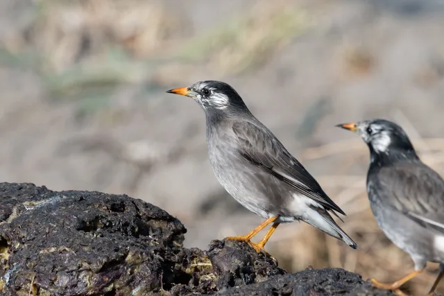 野鳥の写真