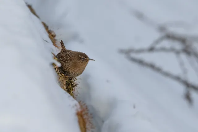 野鳥の写真