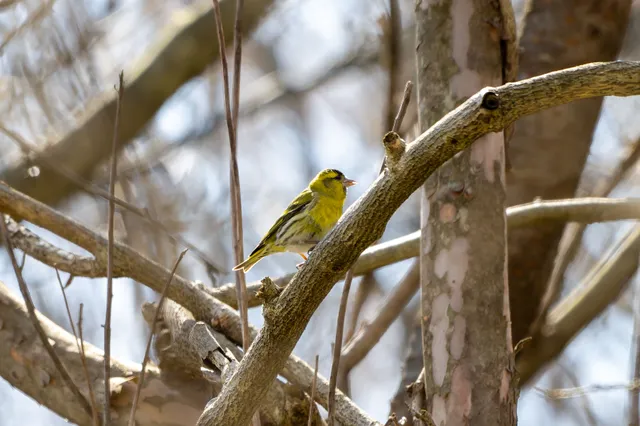 野鳥の写真