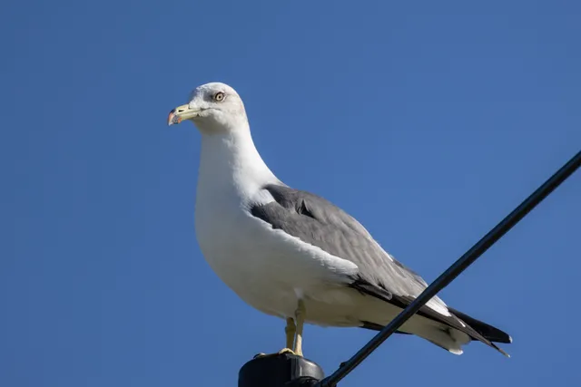 野鳥の写真